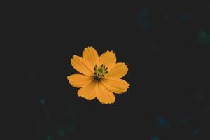 An illuminated orange flower against an inky, jet-black background black screen wallpaper