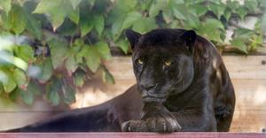 An incredibly realistic Black Panther costume, perfect for cosplay black panther wallpaper
