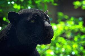 An Intense Moment between Black Panther and Cub black panther wallpaper