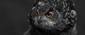 An owl's intent gaze amidst a swirl of darkness black screen wallpaper