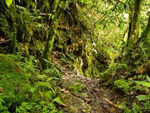 An untouched, lush essence of nature in the forest forest wallpaper