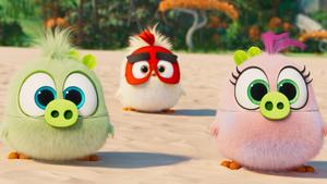 Angry Birds 4k Cartoon 4k cartoon wallpaper