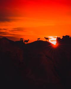 Animal Silhouettes Dark Anime dark anime wallpaper