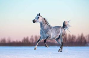 Appaloosa Horse Enjoying a Winter Day horse wallpaper