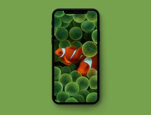 Apple iPhone Default Clownfish apple iphone default wallpaper