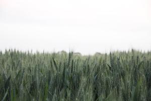 Appreciate Nature's Simplicity minimalist wallpaper