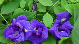 Asian Pigeonwings Flower Picture flower wallpaper