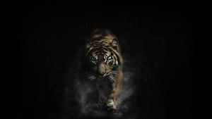 Aspiring to Soar tiger wallpaper