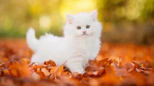 Autumn Cute Cat PFP cute cat pfp wallpaper