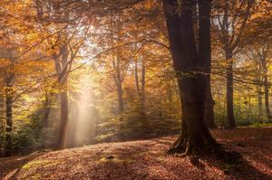 autumn forest with sun rays shining through the trees fall wallpaper