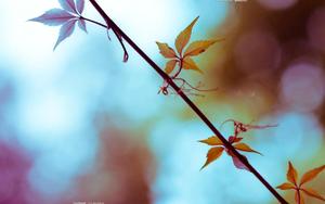 Autumn Leaf Girly Lock Screen Iphone girly lock screen iphone wallpaper