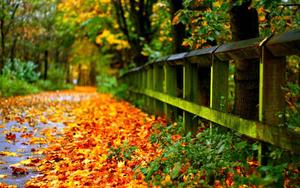 Autumn Leaves Full Screen Hd Desktop full screen hd desktop wallpaper