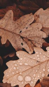 Autumn Oak Leaves Oppo A5s oppo a5s wallpaper