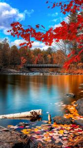 Autumn Season Beautiful Phone beautiful phone wallpaper