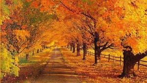 Autumn Trees Full Desktop Screen Hd full screen hd desktop wallpaper