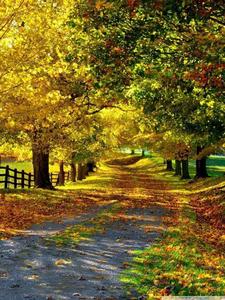 Autumn Trees Walkway Beautiful Phone beautiful phone wallpaper