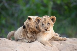 Awww, Little Cute One cute wallpaper