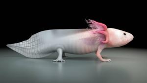 Axolotl 3D Rendering axolotl wallpaper