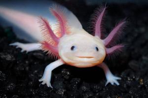 Axolotl Close-Up Photography axolotl wallpaper