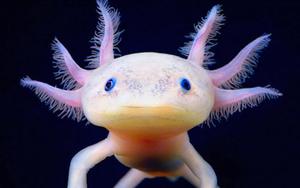 Axolotl Close-Up Portrait axolotl wallpaper