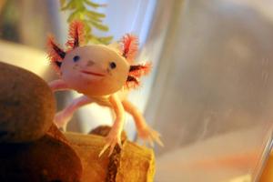 Axolotls are Cute and Strange! axolotl wallpaper