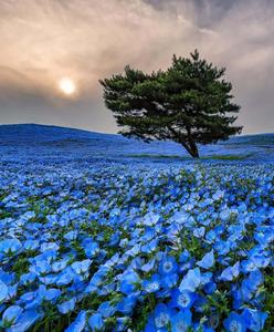 Baby Blue Eyes Flowers Picture flower wallpaper