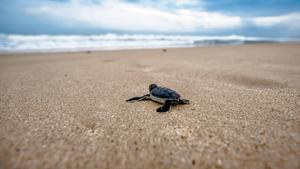 Baby Sea Turtle Chromebook chromebook wallpaper