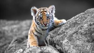 Baby Tiger At Rocks tiger wallpaper