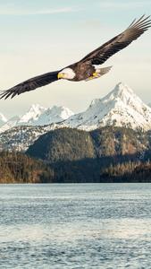bald eagle flying over a body of water eagle iphone wallpaper