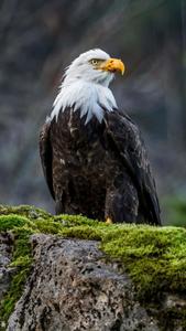 bald eagle perched on a rock with moss on it eagle iphone wallpaper