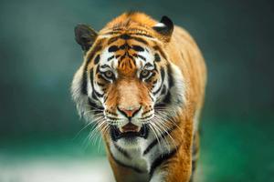 Basking in the Wild tiger wallpaper