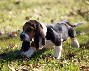 Basset Hound Puppy On Grass puppy wallpaper