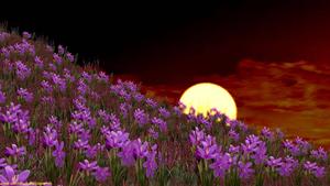 Be inspired by the beauty of nature and the warmth of summer spring desktop wallpaper