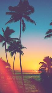 Beach Palm Trees Aesthetic Phone phone wallpaper