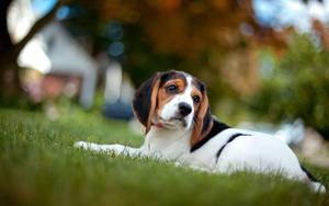 Beagle Puppy Lying On Grass puppy wallpaper