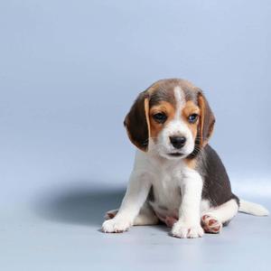 Beagle Puppy Photoshoot Picture puppy wallpaper