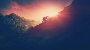 Bear Climbing Against Sunset Nature Picture nature wallpaper