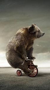 Bear On Tricycle Funny Phone funny phone wallpaper