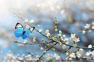 Beautiful Butterfly On Cherry Blossom Picture beautiful wallpaper