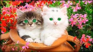 Beautiful Cats Picture beautiful wallpaper