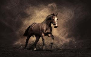 Beautiful Horse Standing on a Grass Field horse wallpaper