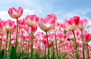 Beautiful Nature Flower nature flower wallpaper