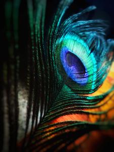 Beautiful Peacock Feather Picture beautiful wallpaper