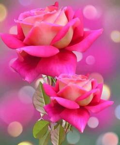 Beautiful Pink Roses Picture beautiful wallpaper