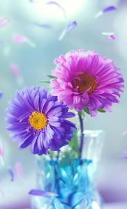 Beautiful Purple And Pink Daisies Picture beautiful wallpaper