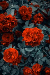 Beautiful Red Roses Picture beautiful wallpaper