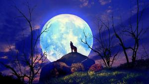 Beautiful Silhouette Wolf Howling Picture beautiful wallpaper