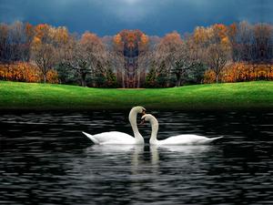 Beautiful Swans Picture beautiful wallpaper