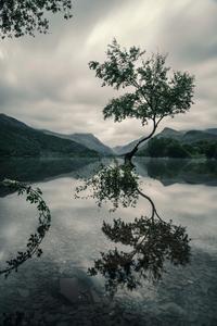 Beautiful Tree Reflection Picture beautiful wallpaper
