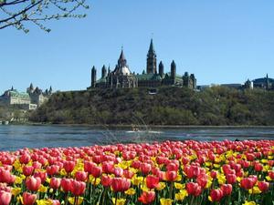 Beautiful tulip flowers and a majestic castle surrounded by a gorgeous blue sky during Spring spring desktop wallpaper